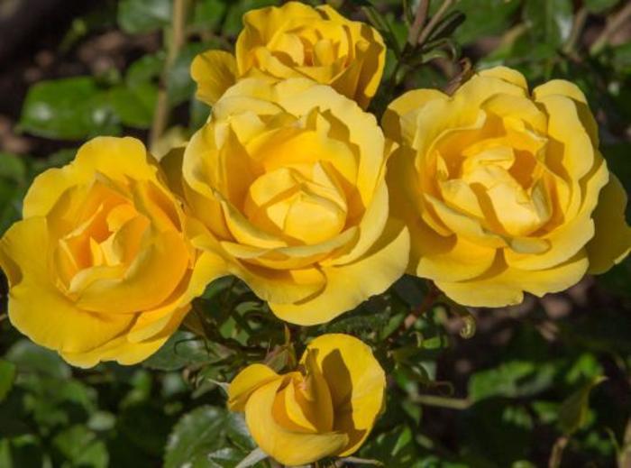 Gilded Sun™ Rose - Rosa 'Meianycid'