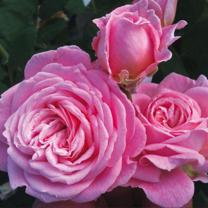 Summer Romance™ Parfuma® Rose - Rosa 'KORtekcho'