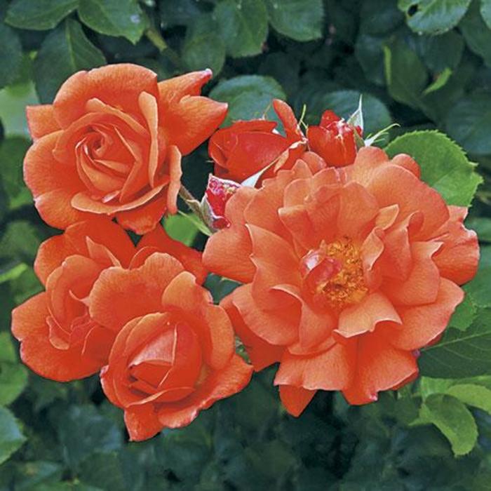 Above All™ Rose - Rosa 'CHEwesic'