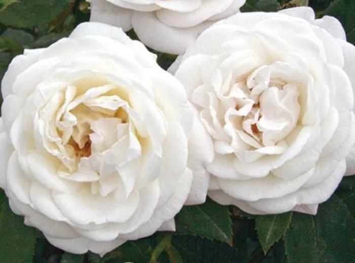 Pearlescent™ Rose - Rosa 'Radfragwhite' PP22988