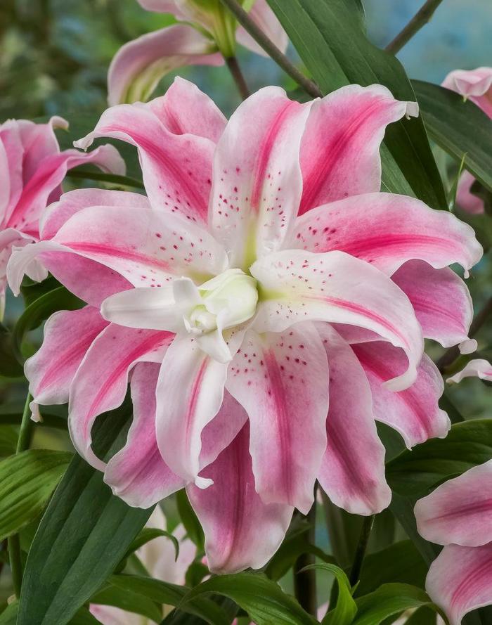 Oriental Lily - Lilium 'Sweet Rosy'