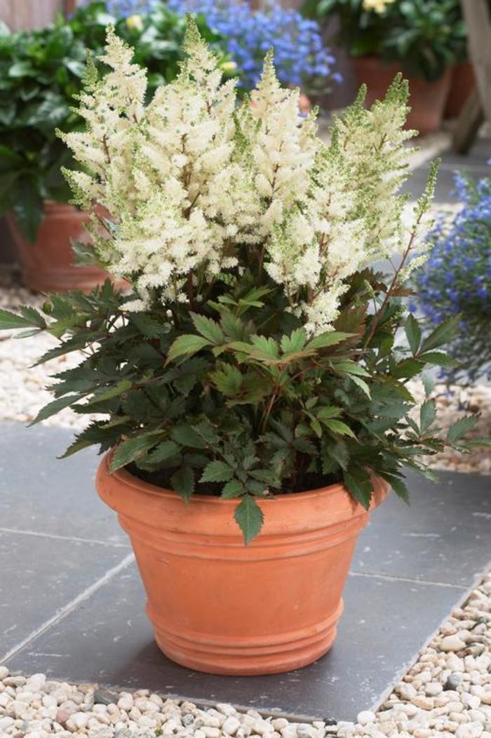 False Spirea - Astilbe 'Younique™ White' False Spirea - Astilbe 'Younique™ White'
