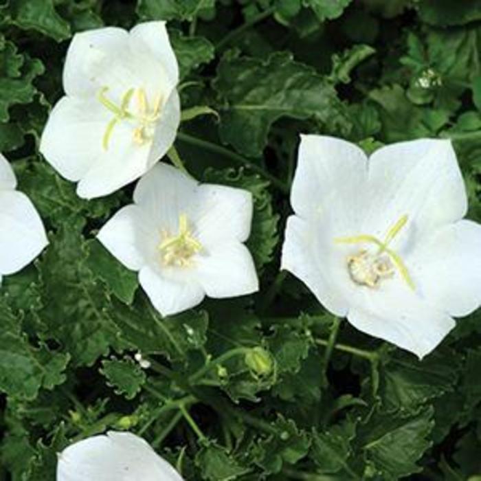 Bellflower - Campanula carpatica 'Pearl White'