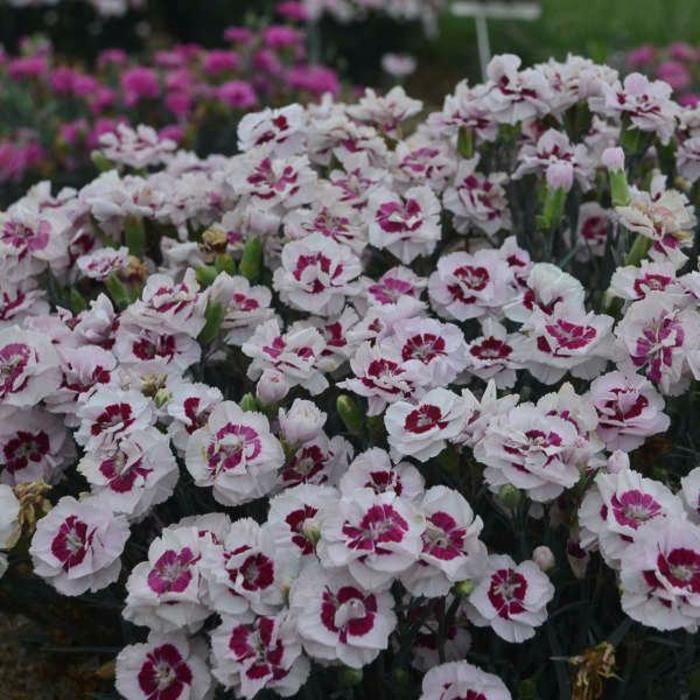 Border Carnation - Dianthus 'Pretty Poppers™ 'Kiss and Tell' '