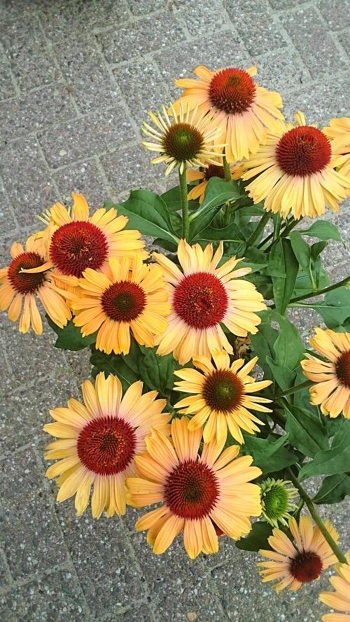 Coneflower - Echinacea purpurea 'Butterfly™ Apricot Rainbow Marcella' Coneflower - Echinacea purpurea 'Butterfly™ Apricot Rainbow Marcella'