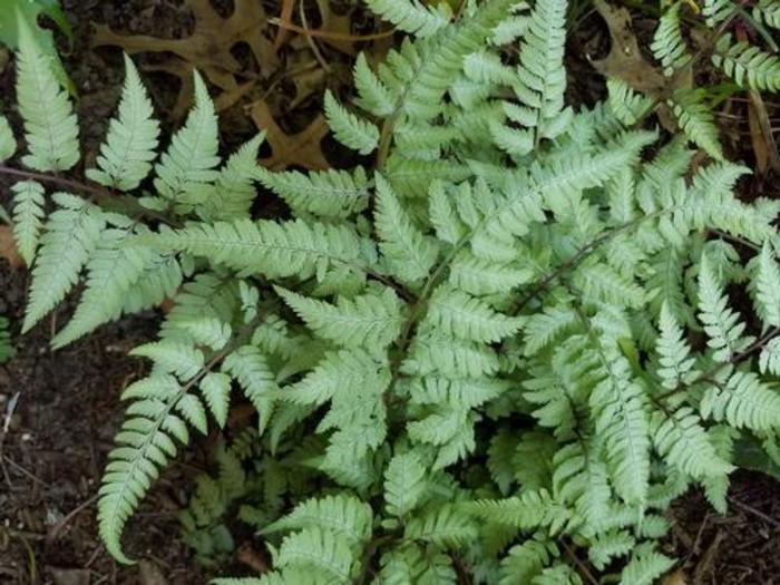 Japanese Painted Fern - Athyrium niponicum pictum 'Pearly White' Japanese Painted Fern - Athyrium niponicum pictum 'Pearly White'