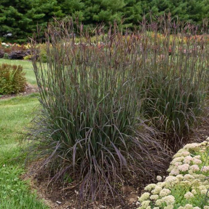 Big Bluestem - Andropogon gerardii 'Blackhawks' Big Bluestem - Andropogon gerardii 'Blackhawks'