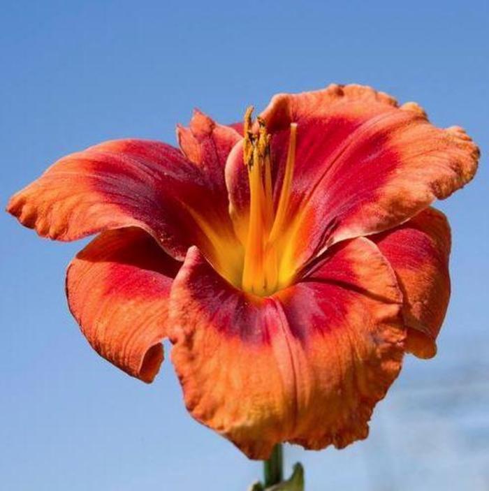 Daylily - Hemerocallis 'Frank Smith' Daylily - Hemerocallis 'Frank Smith'
