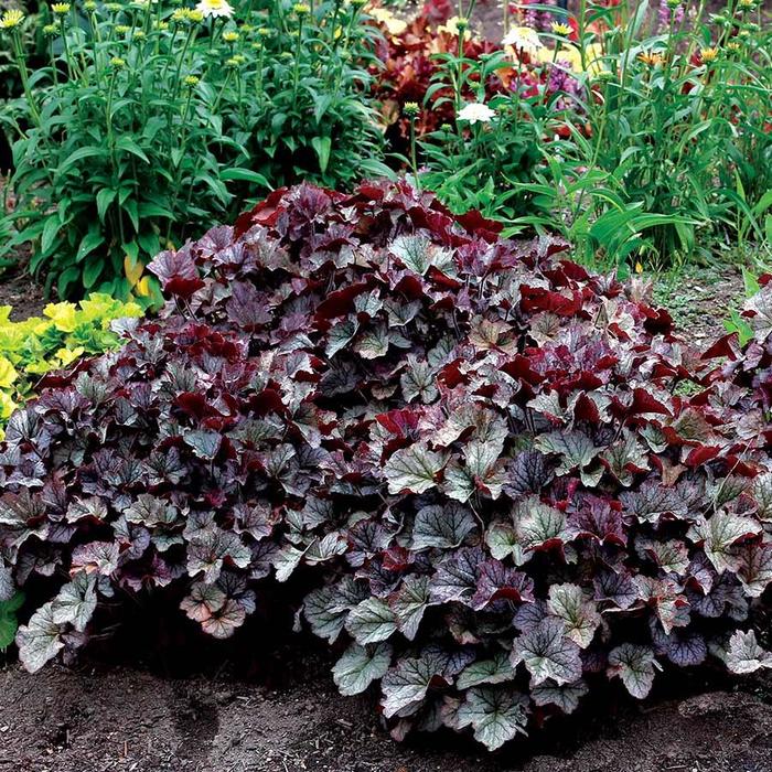Coral Bells - Heuchera 'Northern Exposure™ Silver' Coral Bells - Heuchera 'Northern Exposure™ Silver'