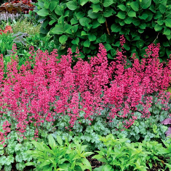 Coral Bells - Heuchera 'Paris' Coral Bells - Heuchera 'Paris'