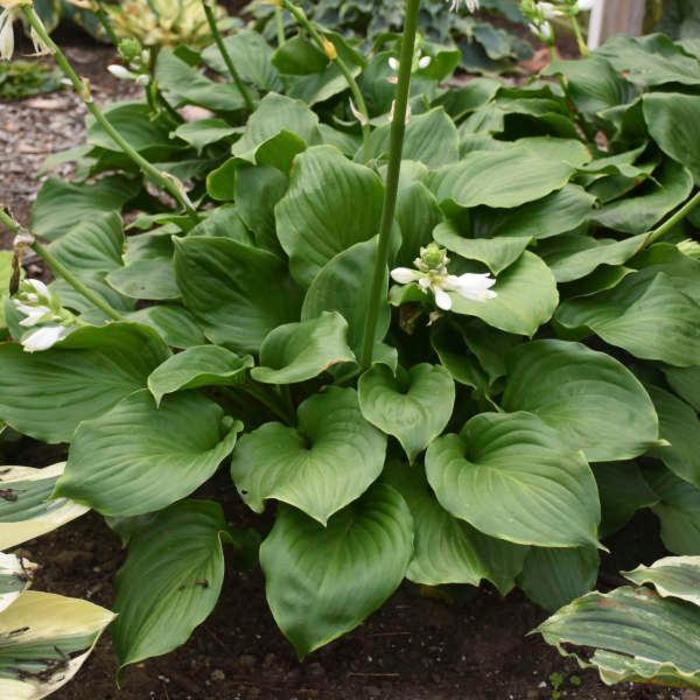 Plantain Lily - Hosta 'Royal Crest'
