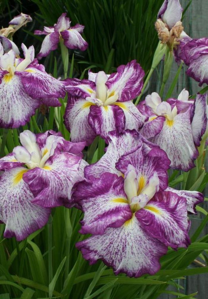 Japanese Iris - Iris ensata 'Harlequinesque'