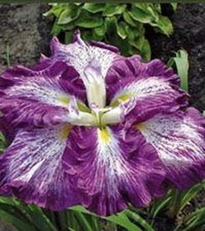 Japanese Iris - Iris ensata 'Nessa No Mai'