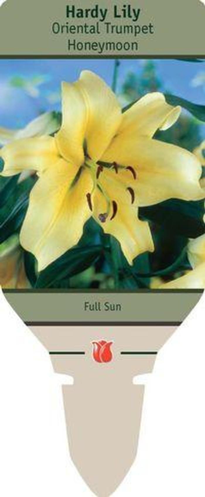 Oriental Trumpet Lily - Lilium 'Honeymoon'