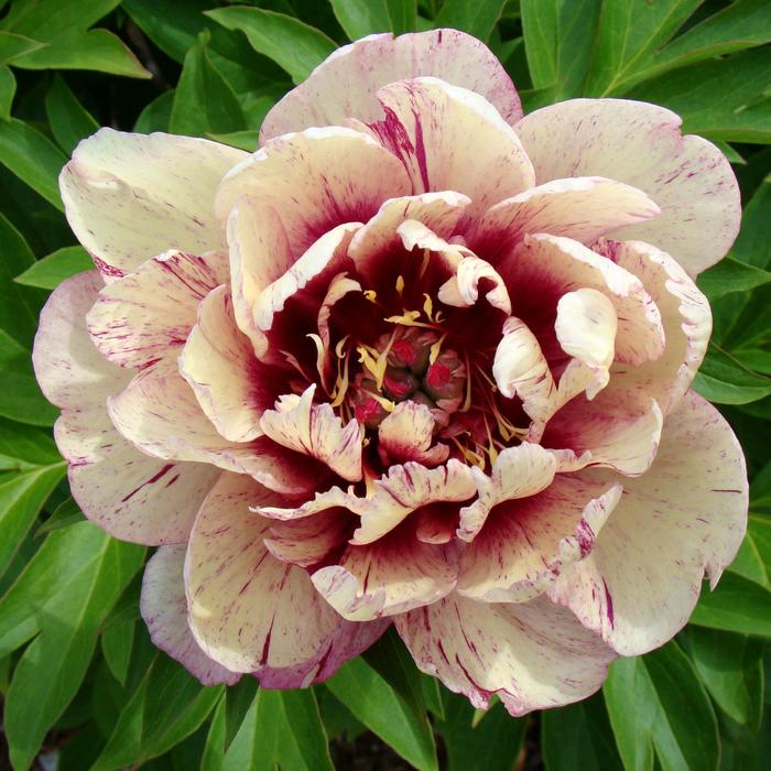 Peony Itoh - Paeonia 'All That Jazz' Peony Itoh - Paeonia 'All That Jazz'