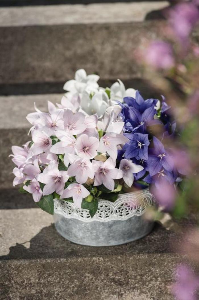 Balloon Flower - Platycodon 'Pop Star™ Pink' Balloon Flower - Platycodon 'Pop Star™ Pink'