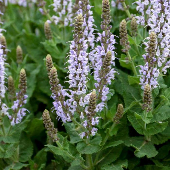 Meadow Sage - Salvia nemorosa 'Bumblesky' Meadow Sage - Salvia nemorosa 'Bumblesky'