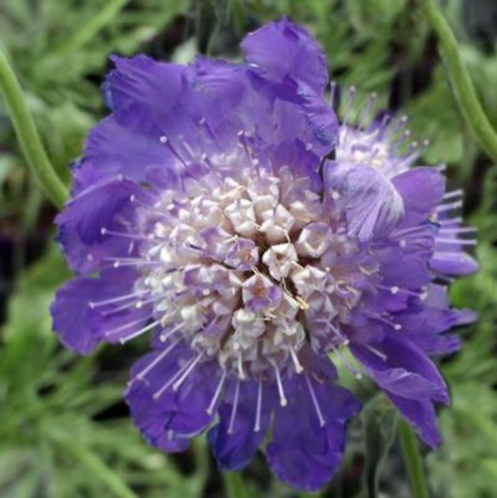 Pincushion Flower - Scabiosa caucasia 'Fama Deep Blue'
