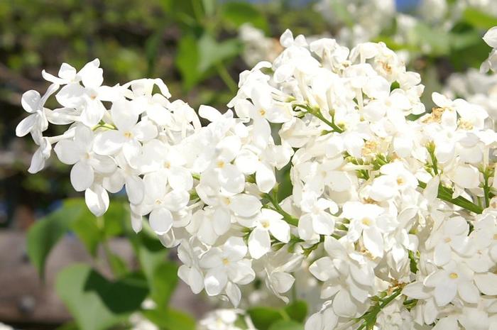 Syringa x oblata 'Betsy Ross' | Betsy Ross Lilac | Ebert's Greenhouse