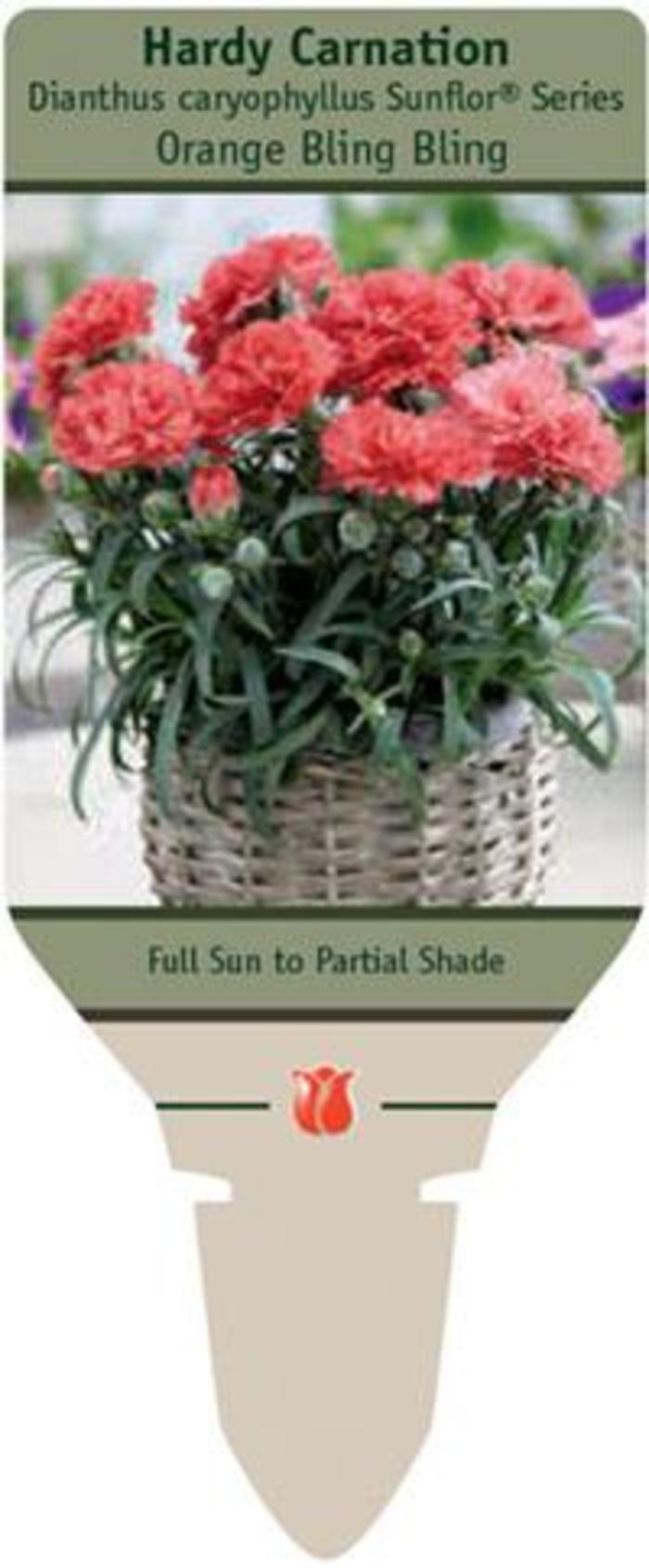 Border Carnation - Dianthus caryophyllus 'Orange Bling Bling' Border Carnation - Dianthus caryophyllus 'Orange Bling Bling'