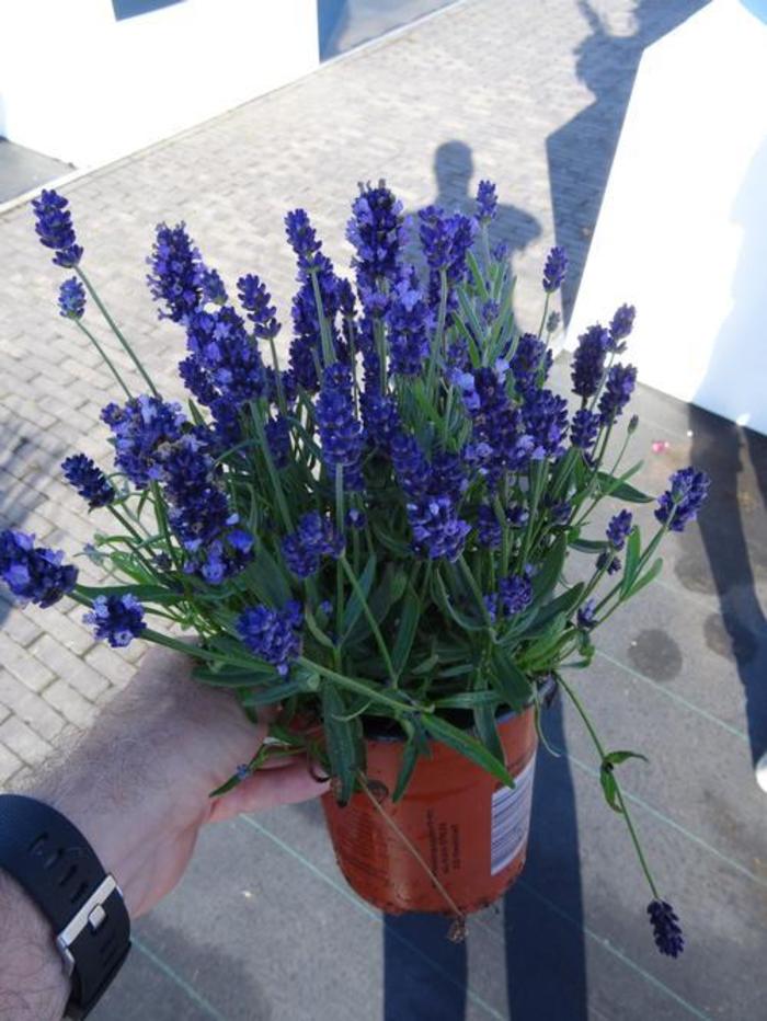 Lavender - Lavandula angustifolia 'Super Blue'