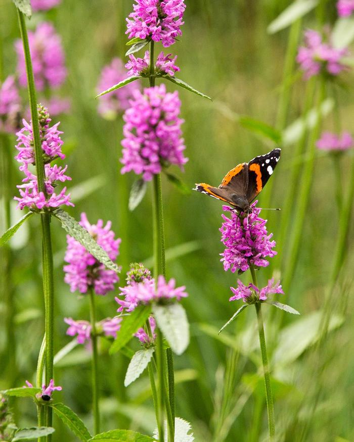 Betony-Dwarf - Stachys officinalis 'Densiflorus' Betony-Dwarf - Stachys officinalis 'Densiflorus'