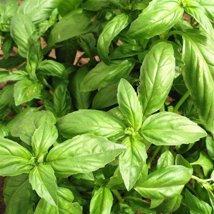 Ocimum basilicum 'Sweet Genovese' | Basil | Ebert's Greenhouse