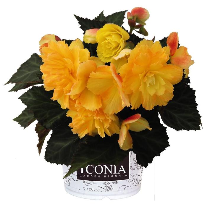 Begonia - Begonia 'I'Conia Portofino Citrix'