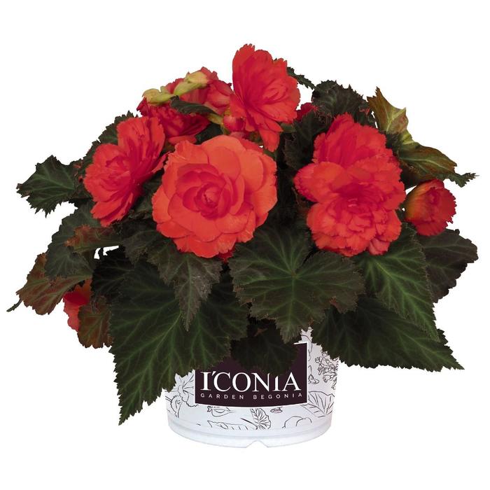 Begonia - Begonia 'I'Conia Portofino Hot Coral'