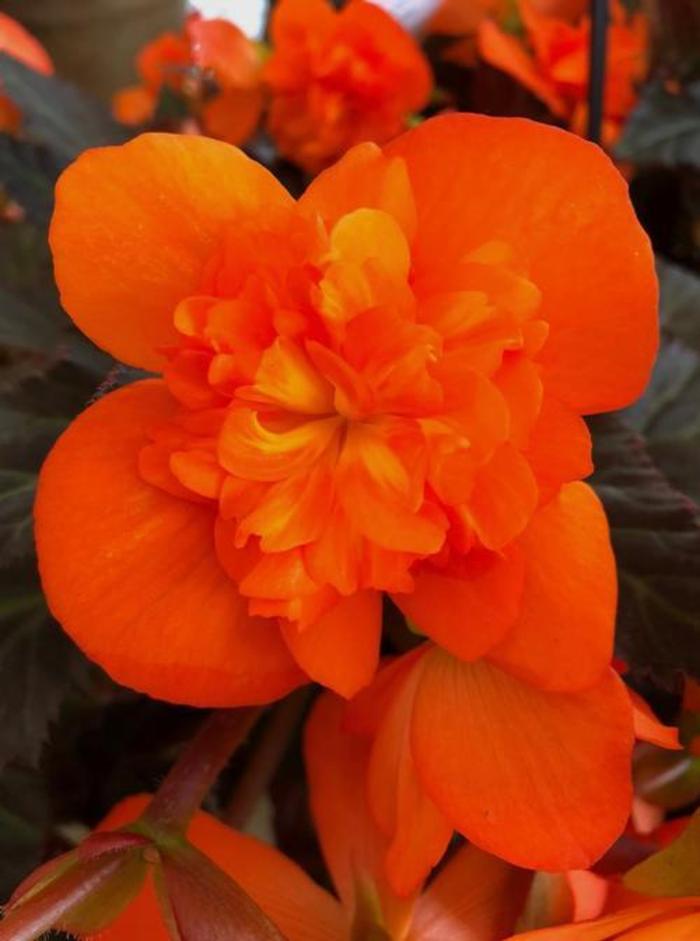 Begonia - Begonia 'I'Conia Portofino Hot Orange' Begonia - Begonia 'I'Conia Portofino Hot Orange'
