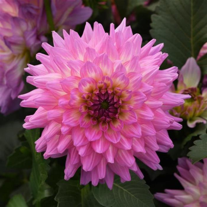 Dahlia - Dahlia 'Venti™ Pink & White Eye ' Dahlia - Dahlia 'Venti™ Pink & White Eye '