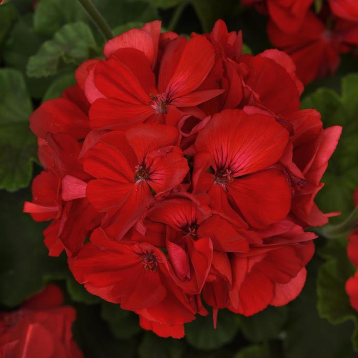 Pelargonium X Hortorum 'Galaxy™ Dark Red' | Zonal Geranium | Ebert's ...