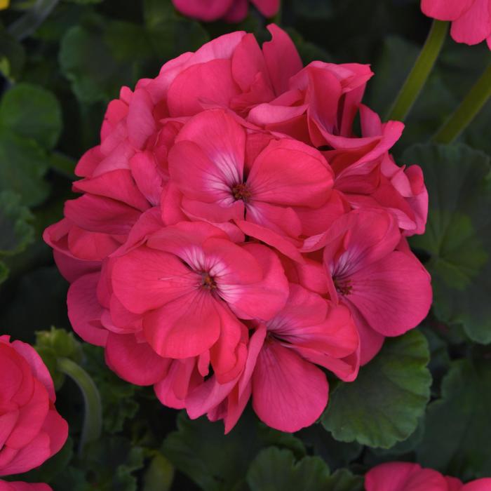 Pelargonium x hortorum 'Galaxy™ Watermelon' | Zonal Geranium | Ebert's ...