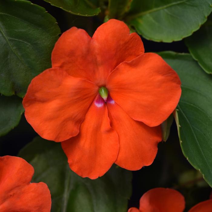 Impatiens - Impatiens walleriana 'Beacon® Orange' Impatiens - Impatiens walleriana 'Beacon® Orange'
