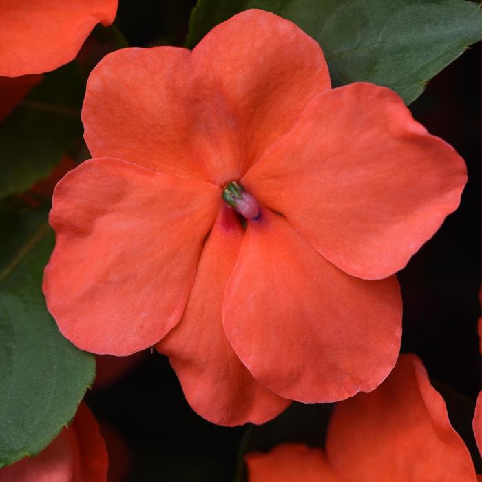 Impatiens - Impatiens Impatiens 'Beacon® Salmon' Impatiens - Impatiens Impatiens 'Beacon® Salmon'