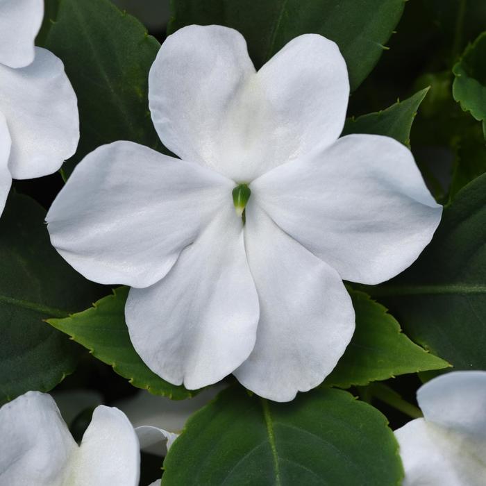 Impatiens - Impatiens walleriana 'Beacon® White ' Impatiens - Impatiens walleriana 'Beacon® White '