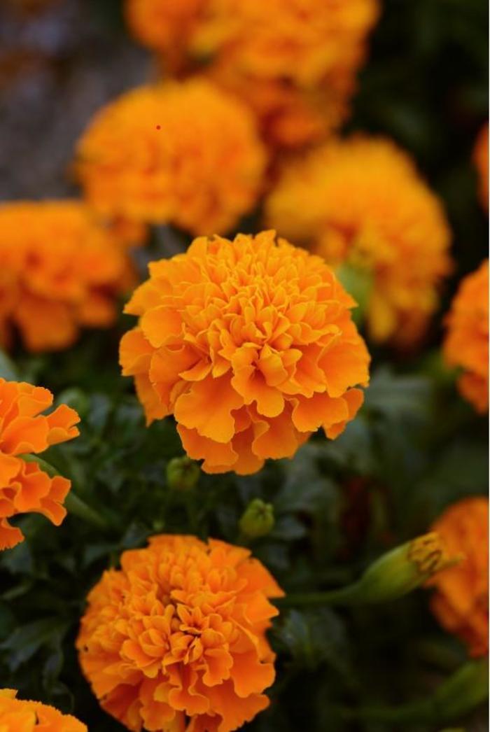 Tagetes patula 'Hot Pak™ Orange' | Marigold | Ebert's Greenhouse