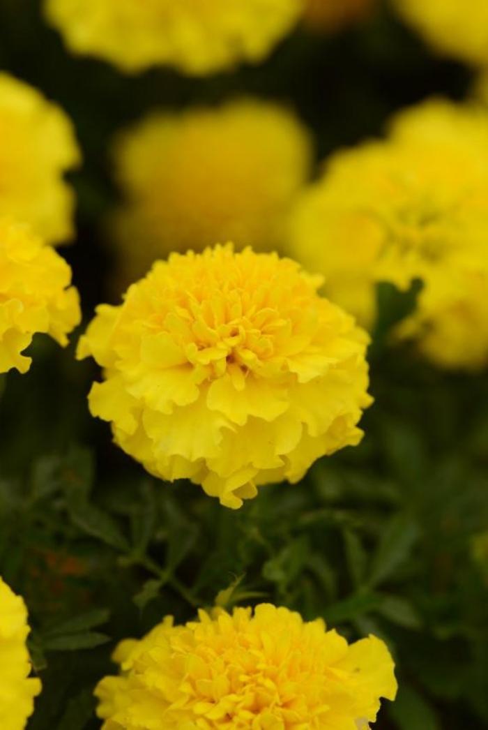 Tagetes patula 'Hot Pak™ Yellow' | Marigold | Ebert's Greenhouse