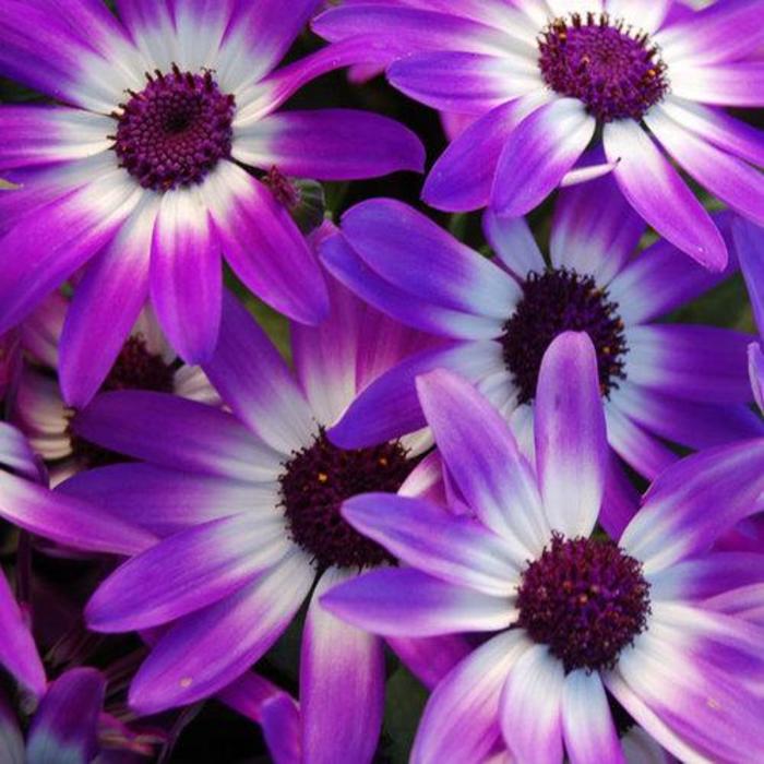 Cineraria - Pericallis 'Senetti® Violet Biocolor'