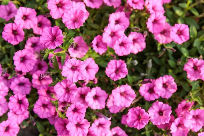 Petunia hybrid 'Supertunia® Mini Vista™ Hot Pink' | Petunia | Ebert's ...