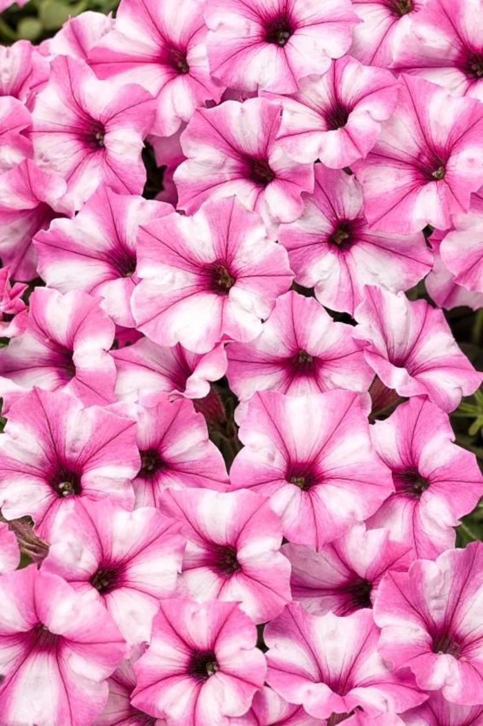 Petunia - Petunia hybrid 'Supertunia® Mini Vista™ Pink Star'