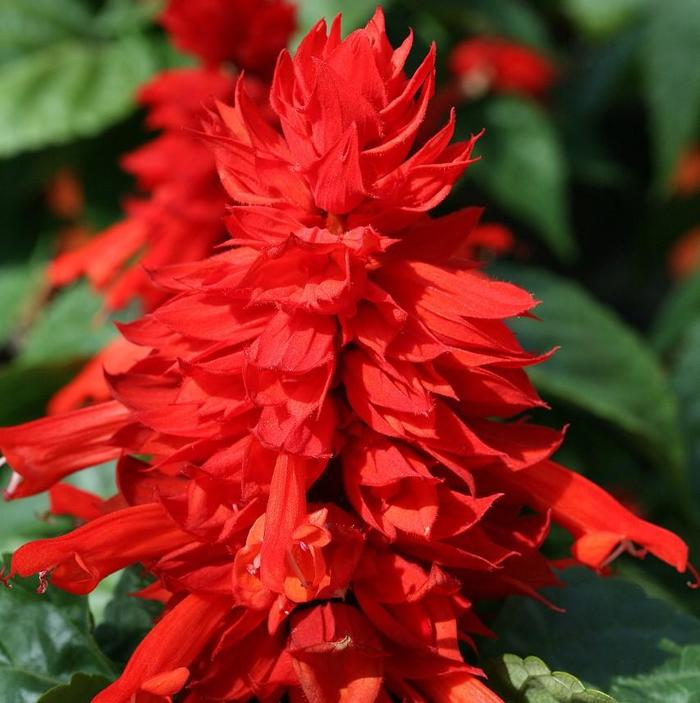 Salvia - Salvia splendens 'Mojave™ Red' Salvia - Salvia splendens 'Mojave™ Red'