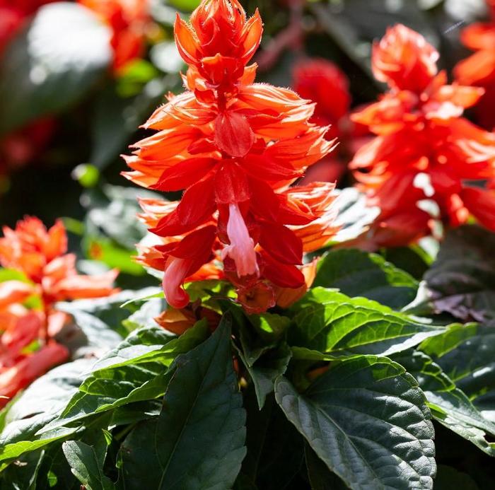 Salvia - Salvia splendens 'Mojave™ Salmon' Salvia - Salvia splendens 'Mojave™ Salmon'