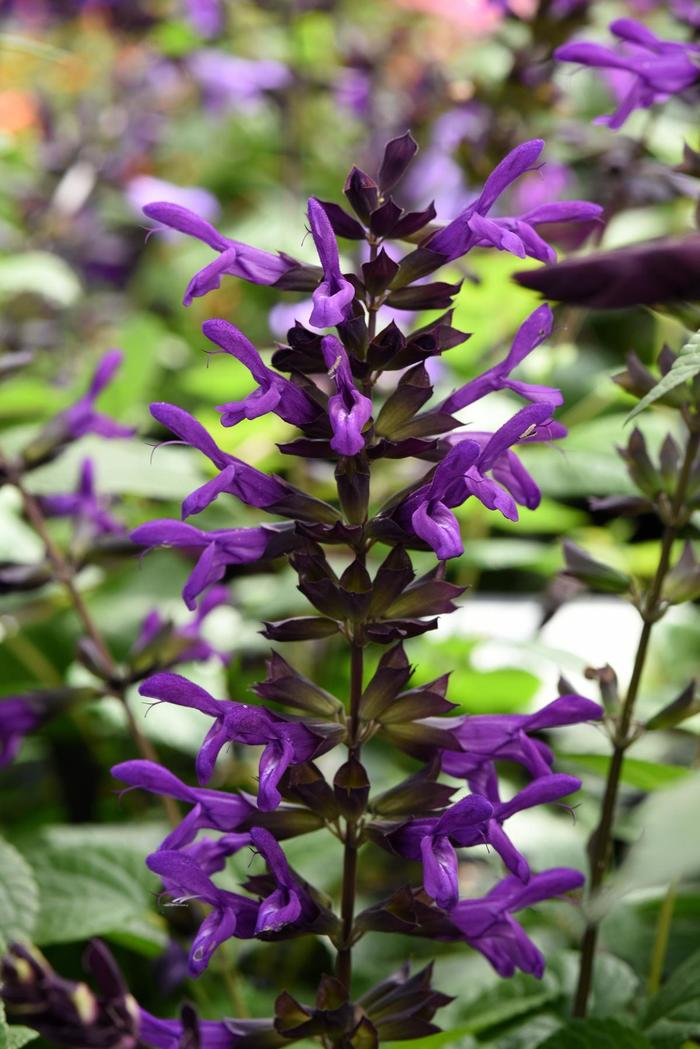 Salvia - Salvia guaranitica 'Purple & Bloom' Salvia - Salvia guaranitica 'Purple & Bloom'