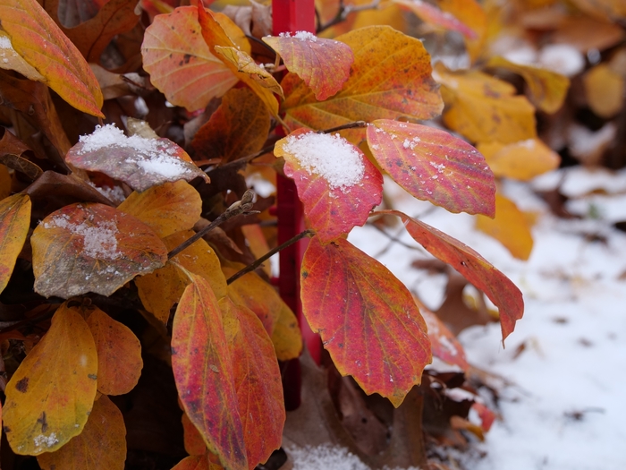 'Legend of the Fall®' Bottlebrush - Fothergilla x intermedia 'Legend of the Fall®' Bottlebrush - Fothergilla x intermedia