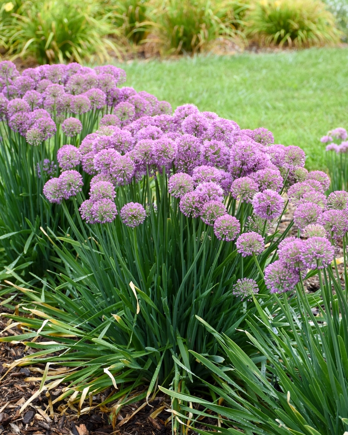 'Serendipity' - Allium hybrid 'Serendipity' - Allium hybrid
