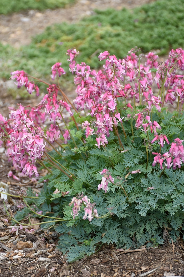 'Pink Diamonds' Fern-Leaf Bleeding Heart - Dicentra 