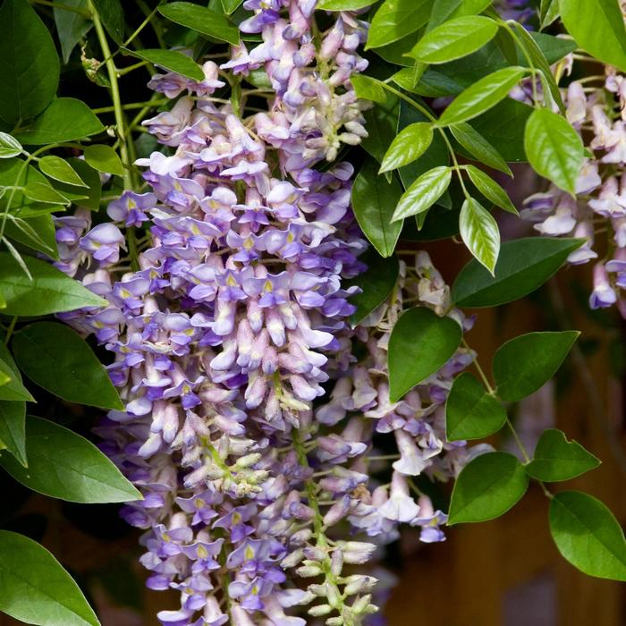 Summer Cascade™ - Wisteria macrostachya