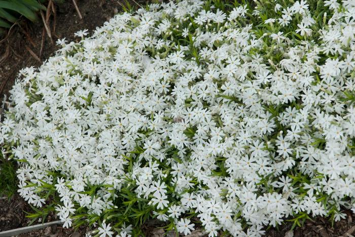 Creeping Phlox - Phlox subulata 'Snowflake' 