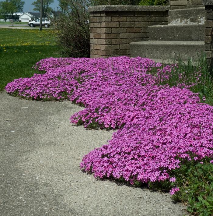 Moss Phlox - Phlox subulata 'Red Wing' Moss Phlox - Phlox subulata 'Red Wing'
